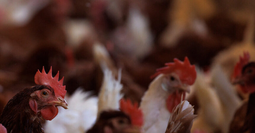 U.S. Considers Vaccinating Chickens Amid Bird Flu Outbreak