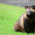 What Are Raccoon Dogs? - The New York Times