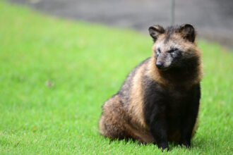 What Are Raccoon Dogs? - The New York Times