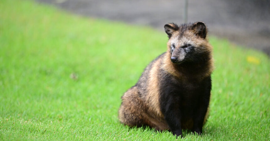 What Are Raccoon Dogs? - The New York Times