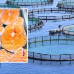 Why Farmed Salmon Is a Toxic 'Junk Food'