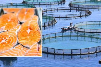 Why Farmed Salmon Is a Toxic 'Junk Food'