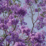 ‘Merchant of Landscapes’: The Lasting Footprint of a Japanese Gardener in Mexico