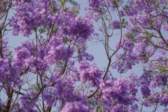 ‘Merchant of Landscapes’: The Lasting Footprint of a Japanese Gardener in Mexico