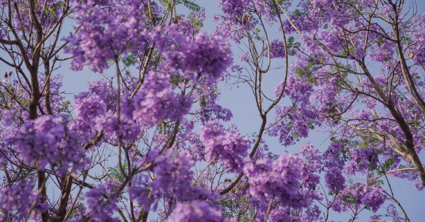 ‘Merchant of Landscapes’: The Lasting Footprint of a Japanese Gardener in Mexico