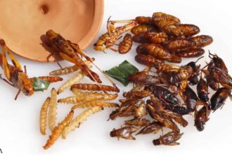 16 Species of Insects Approved for Human Consumption