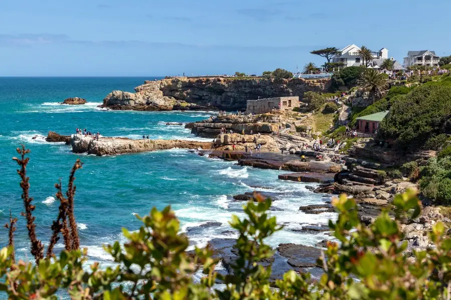 Sharks in Gansbaai