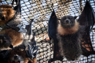 As Temperatures Rise, Melbourne’s Bats Get Their Own Sprinkler System