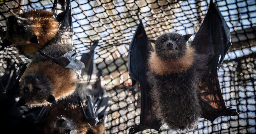 As Temperatures Rise, Melbourne’s Bats Get Their Own Sprinkler System