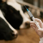 Beef Producers Panic Over mRNA Vaccine News