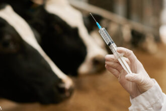 Beef Producers Panic Over mRNA Vaccine News