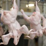 Between Pathogens and Chemical Contaminants, Avoid Chicken