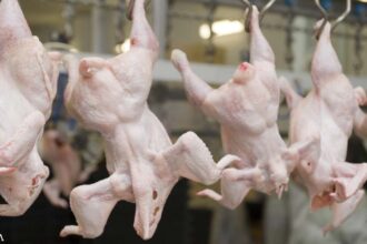 Between Pathogens and Chemical Contaminants, Avoid Chicken