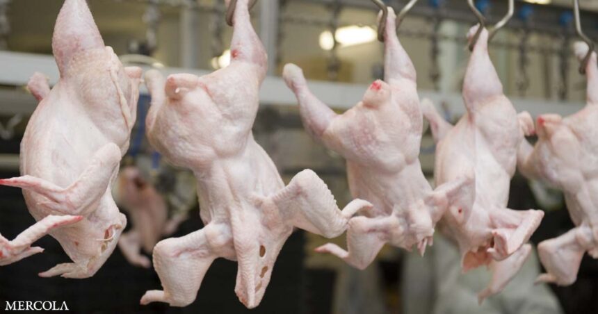 Between Pathogens and Chemical Contaminants, Avoid Chicken