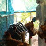 Bird Flu Scare Narrative Ramps Up