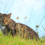 Contest for Children to Hunt Feral Cats Is Scrapped in New Zealand