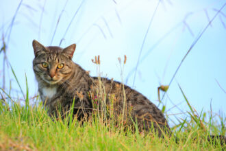 Contest for Children to Hunt Feral Cats Is Scrapped in New Zealand