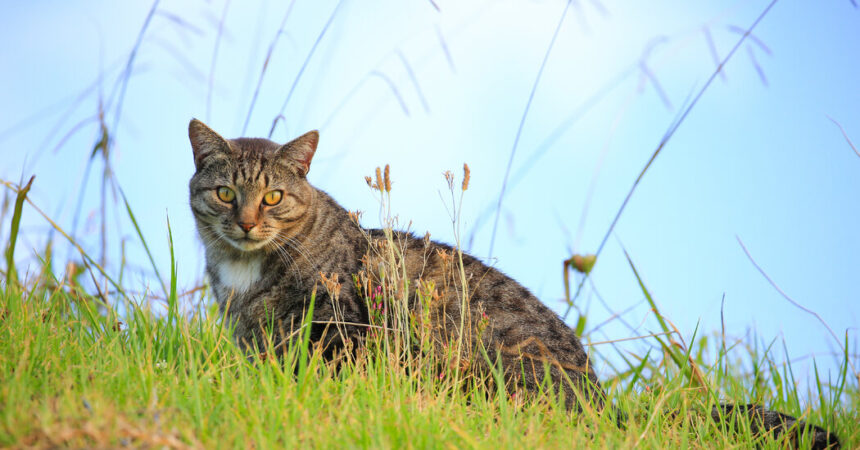 Contest for Children to Hunt Feral Cats Is Scrapped in New Zealand