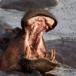 Hippo attacks: How to avoid one of Africa's most dangerous animals