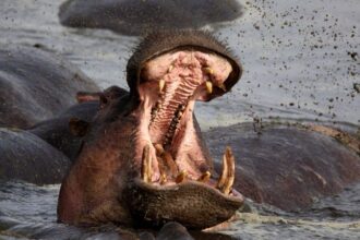 Hippo attacks: How to avoid one of Africa's most dangerous animals