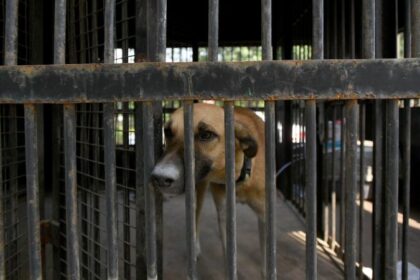 India: The fatal mauling of 4-year-old forces to grapple with stray dog problem