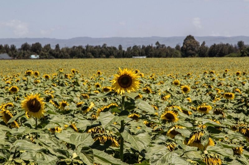 KENYA : Rift Valley farmers on edge as alleged landgrabber given top lands ministry post