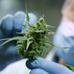 Medical Cannabis Offers New Hope for Those With IBD