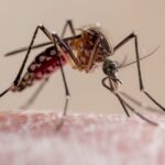 Oxford malaria vaccine rollout could have 'major' implications in sub-Saharan Africa, economist says