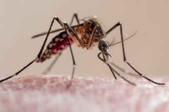 Oxford malaria vaccine rollout could have 'major' implications in sub-Saharan Africa, economist says