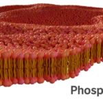 Phospholipids: A Hidden Superpower for Your Health