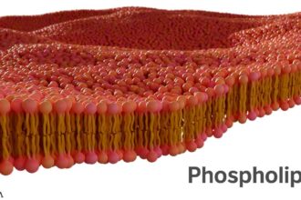 Phospholipids: A Hidden Superpower for Your Health