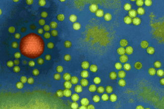 Studies Link Common Childhood Viruses to Rare Hepatitis Cases