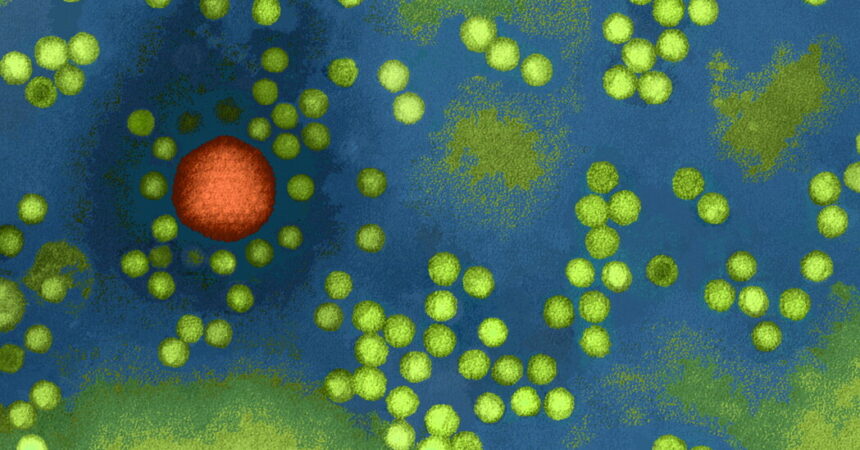 Studies Link Common Childhood Viruses to Rare Hepatitis Cases