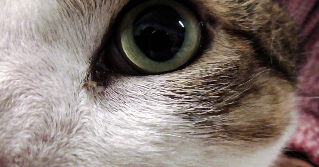 The Virtual Vet Will See You Meow