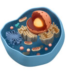 Internal structure of an animal cell, 3d rendering.