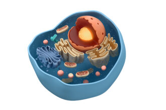 Internal structure of an animal cell, 3d rendering.