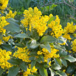 Yellow Oregon grape flowers (berberine).