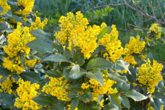 Yellow Oregon grape flowers (berberine).