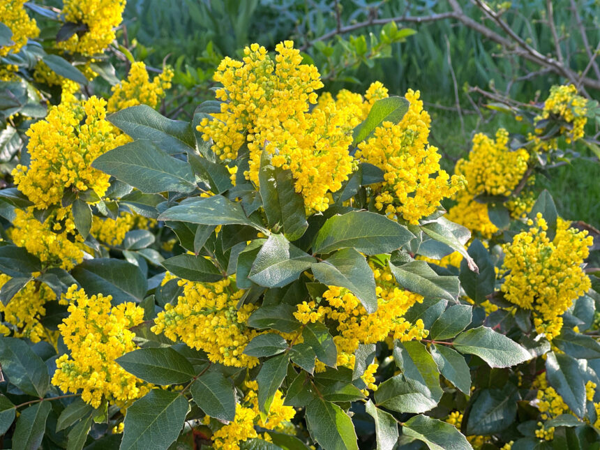 Yellow Oregon grape flowers (berberine).