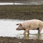 Animal Waste From Factory Farms Poses Health Risk