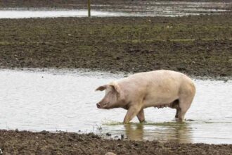 Animal Waste From Factory Farms Poses Health Risk