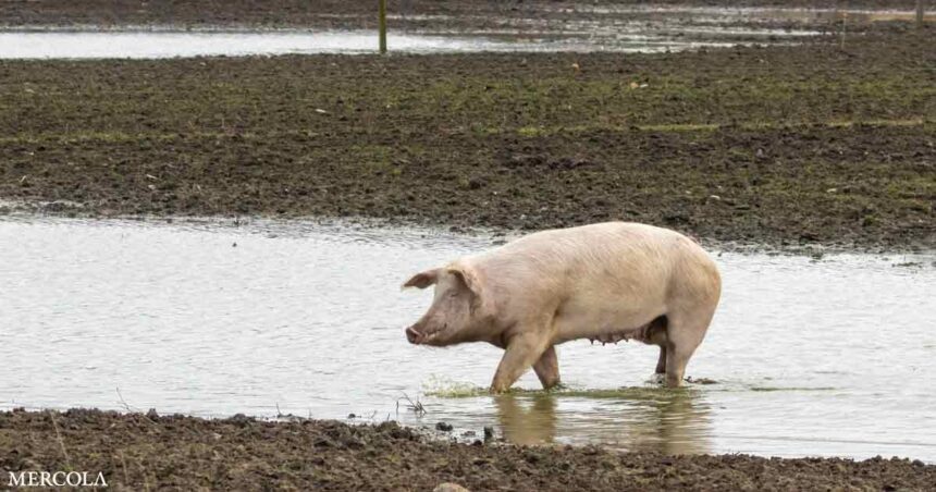 Animal Waste From Factory Farms Poses Health Risk