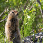 Arctic Squirrels Have a Climate Change Problem