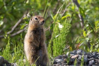 Arctic Squirrels Have a Climate Change Problem