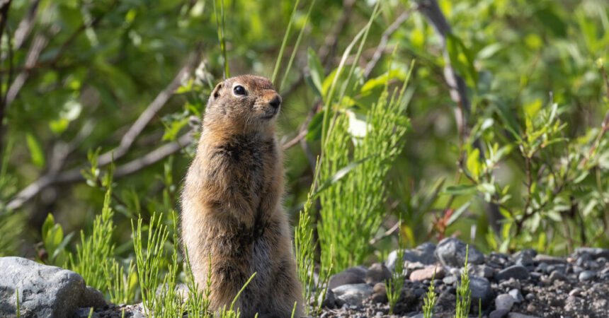 Arctic Squirrels Have a Climate Change Problem