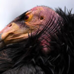 Bird Flu Vaccine Authorized for Emergency Use in California Condors