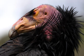 Bird Flu Vaccine Authorized for Emergency Use in California Condors