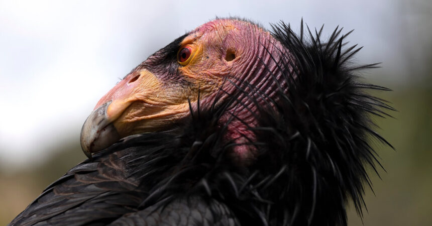 Bird Flu Vaccine Authorized for Emergency Use in California Condors