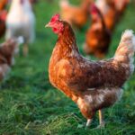 Changing the World — One Chicken at a Time