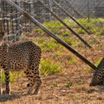 Cheetah Deaths Mar India’s Efforts to Reintroduce the Big Cats